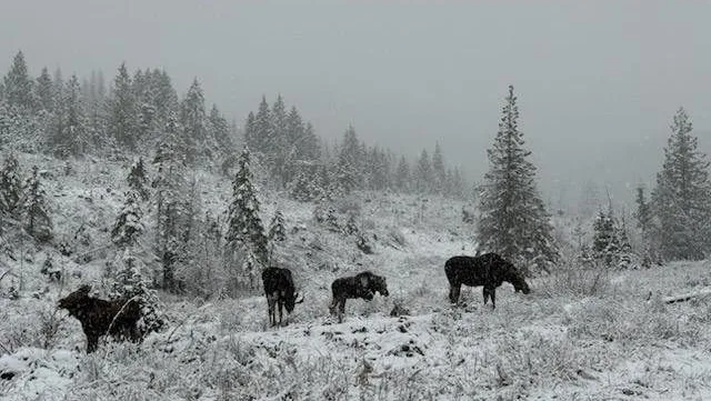 Moose are successfully relocated to a suitable habitat several miles outside of Moscow