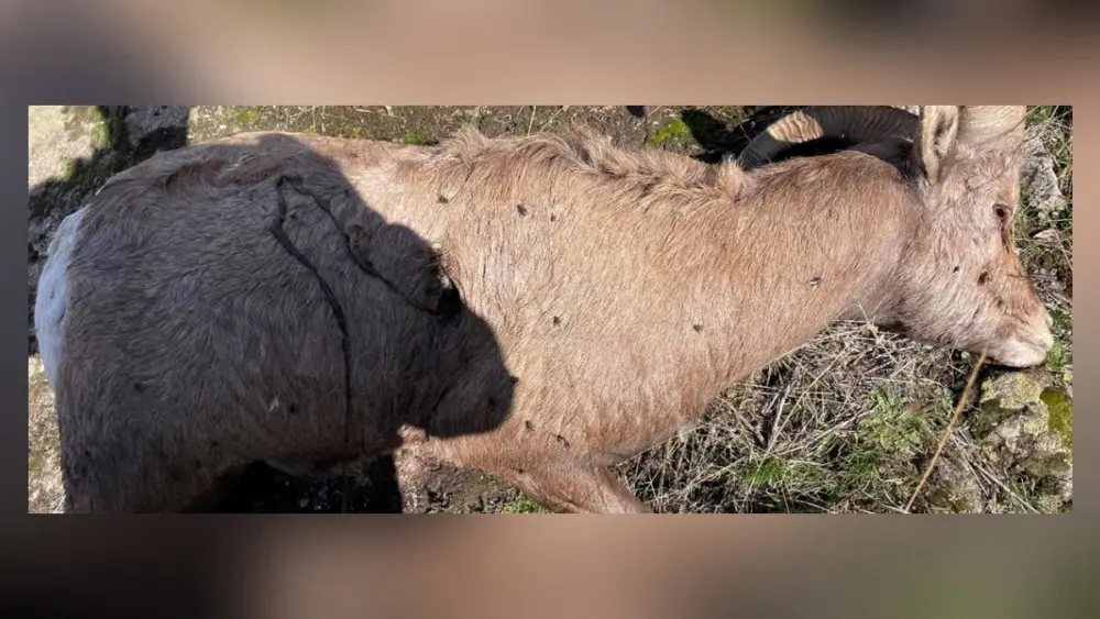 Photo credit: Idaho Fish and Game