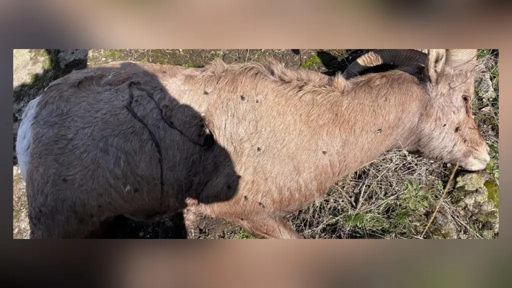 Photo credit: Idaho Fish and Game