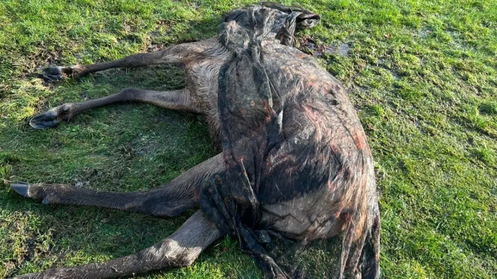 Photo credit: Washington Department of Fish and Wildlife Police