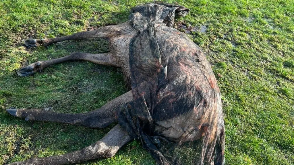 Photo credit: Washington Department of Fish and Wildlife Police