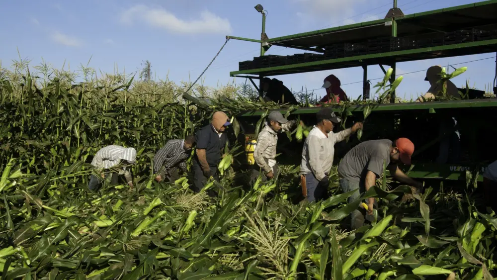 A study from Michigan State University found that when domestic farm employment declines by 10%, food prices of labor-intensive crops increase by around 3%. (Photo by Bob Nichols/USDA)