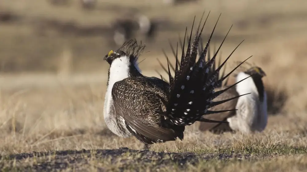 Two male greater sage-grouses. Photo by Bob Wick, BLM