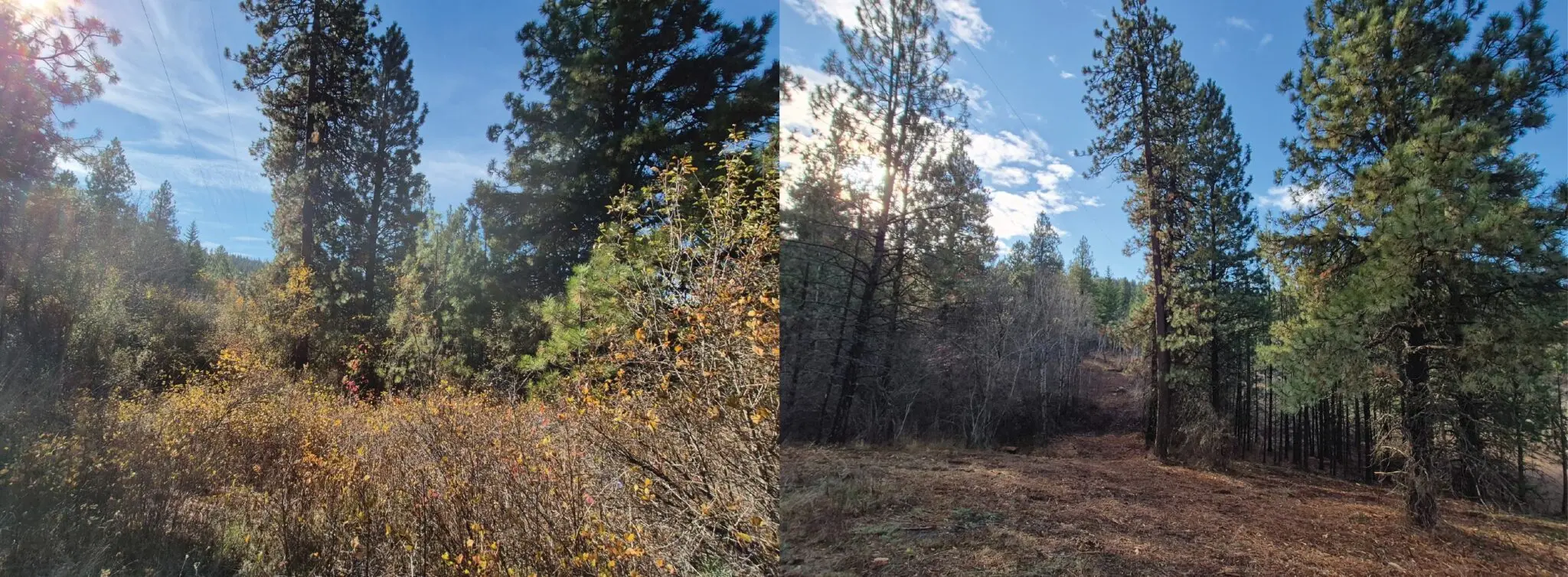 These are before-and-after pictures of a treated area in the 160-acre park. (Photos courtesy of Latah County)