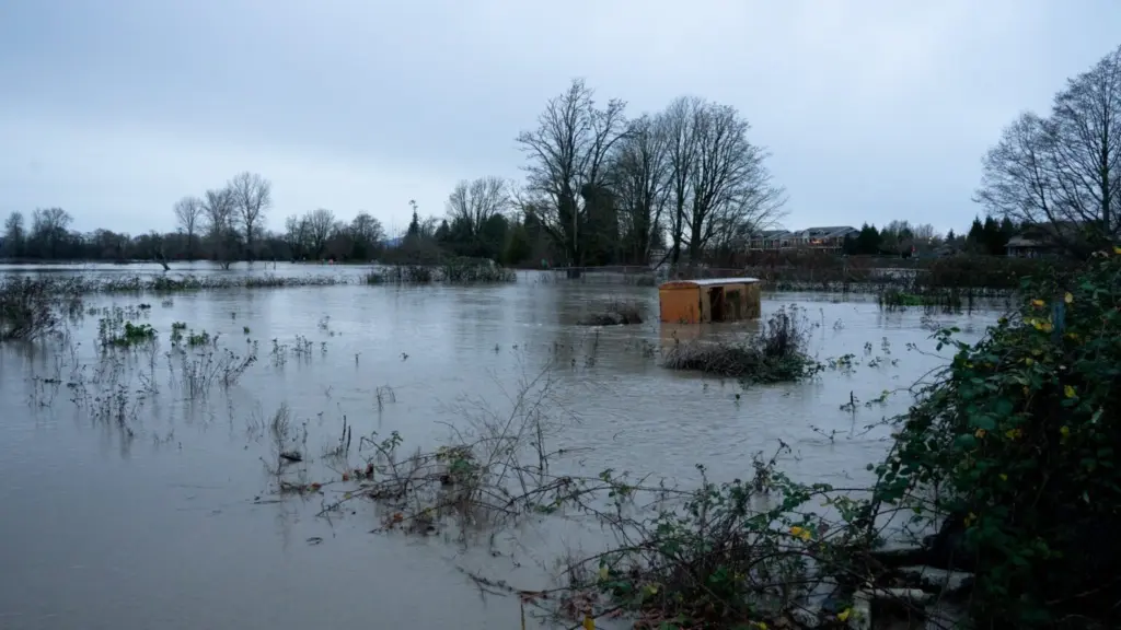 Debris floats down the Nooksack River in Ferndale, in the flooded area around Hovander Homestead Park. (Photo by Eli Voorhies for Washington State Standard)