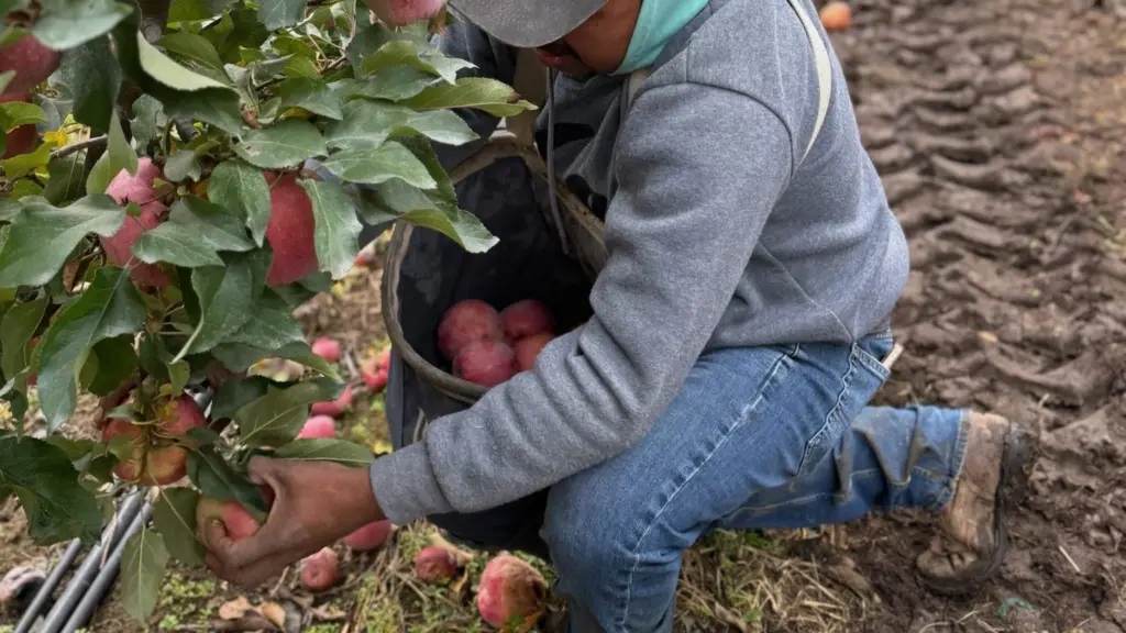 A picker harvests ripe Pink Ladies apples from a long, carefully pruned row of trees near Union Gap in central Washington, in late October 2025. (Photo by Hal Bernton)