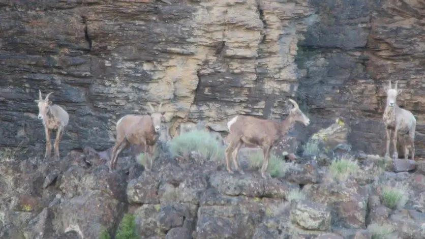 Bighorn Sheep - IDFG photo