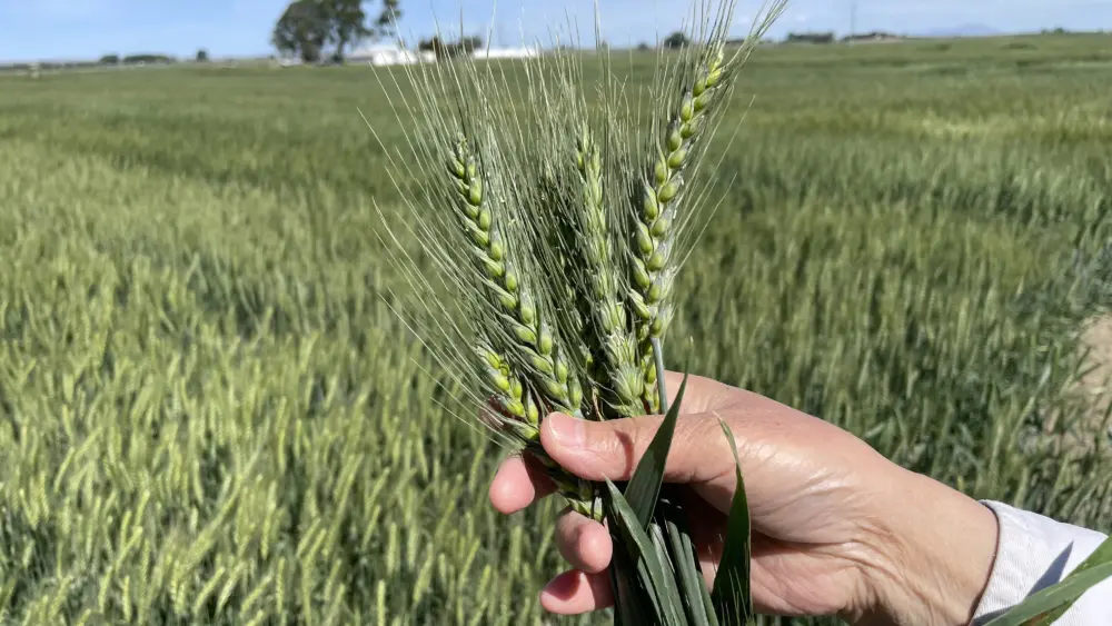 Wheat grows in experimental plots at the University of Idaho’s Aberdeen Research and Extension Center. Photo by University of Idaho
