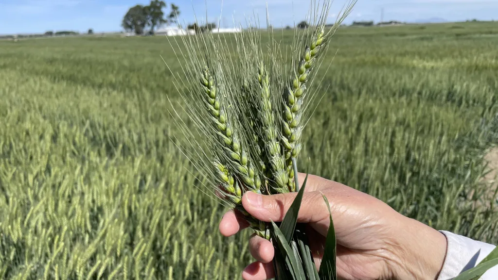 Wheat grows in experimental plots at the University of Idaho’s Aberdeen Research and Extension Center. Photo by University of Idaho