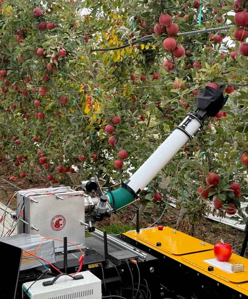 Tree fruit growers worldwide are facing labor shortages for critical operations like harvesting and pruning. WSU researchers are developing low-cost robotic solutions to aid the industry (photo courtesy of Ryan Dorosh, WSU).