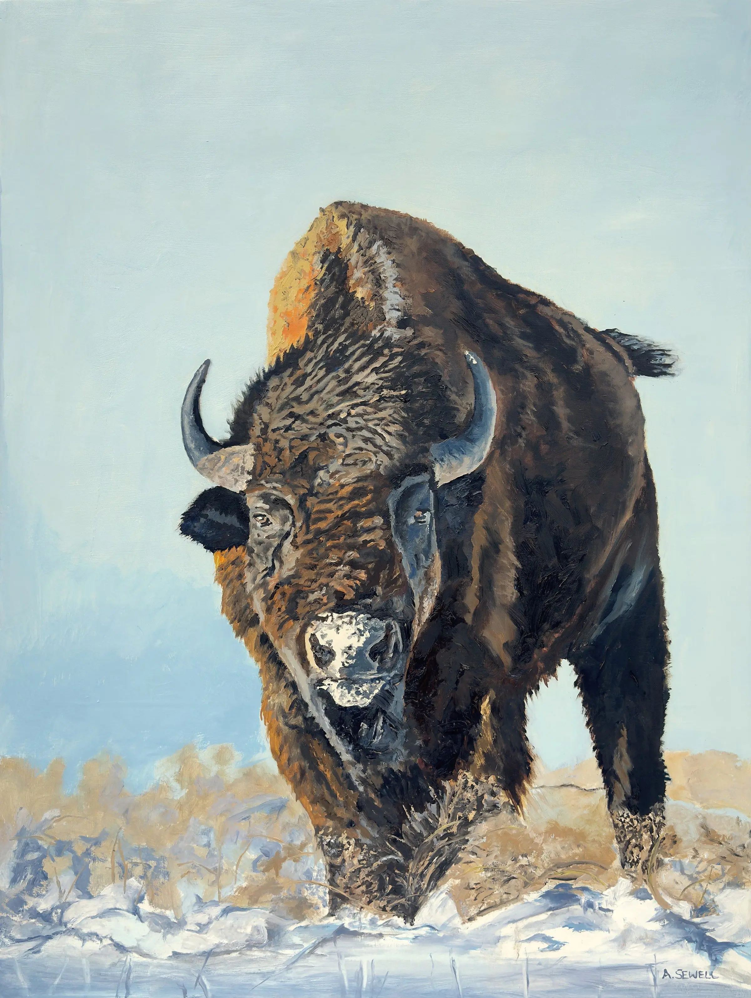 Winter Bison 24x32 - Andrew Sewell