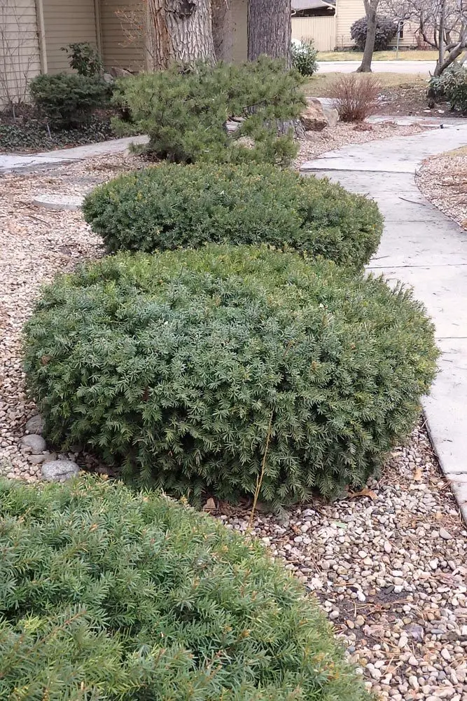 Low pruned yews in landscaping - lynn kinter (Idaho Fish and Game)