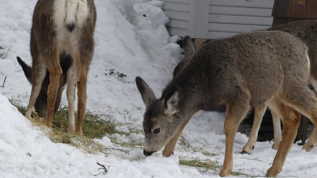 Feeding deer in mccall during winter - Idaho fish and game