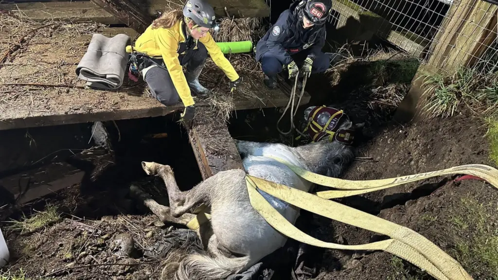 Photo credit: Washington State Animal Response Team (WASART) / Facebook