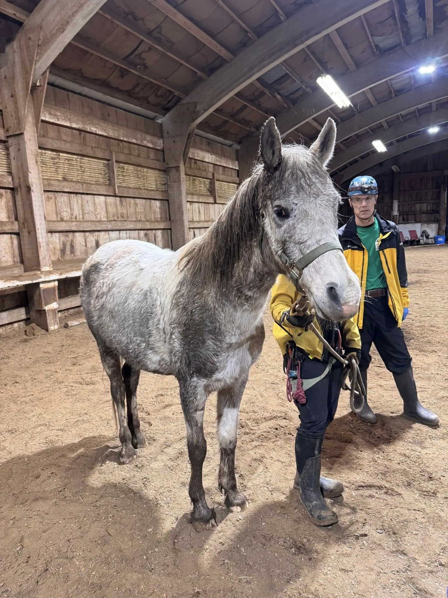 Photo credit: Washington State Animal Response Team (WASART) / Facebook