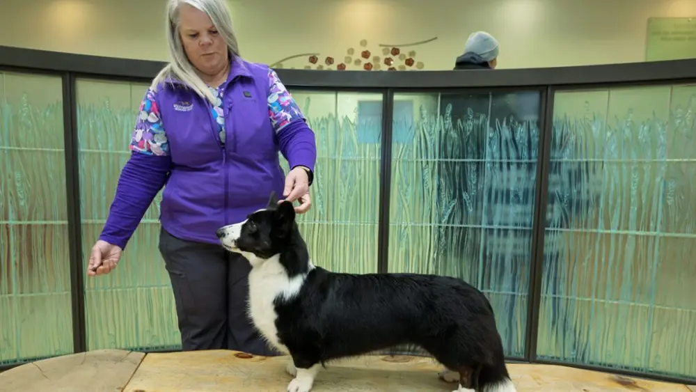 Denise Waiting, a veterinary technician in the Veterinary Teaching Hospital in WSU's College of Veterinary Medicine, places her corgi dog Witton into a show pose in the hospital lobby on Tuesday, Jan. 20, 2026, in Pullman (photo by Ted S. Warren, College of Veterinary Medicine).