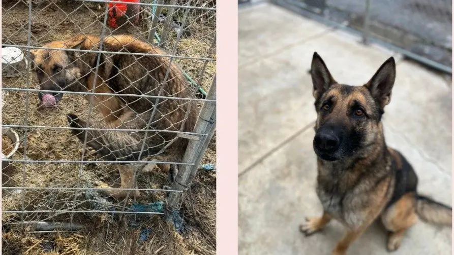 One of the dogs rescued from the Princeton animal cruelty case continues to recover while in the care of the Humane Society of the Palouse. Photo credit: Humane Society of the Palouse / Facebook