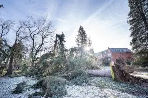 U of I Preserves Historic Presidential Grove Trees Damaged in December Windstorm - Cooper McCauley News