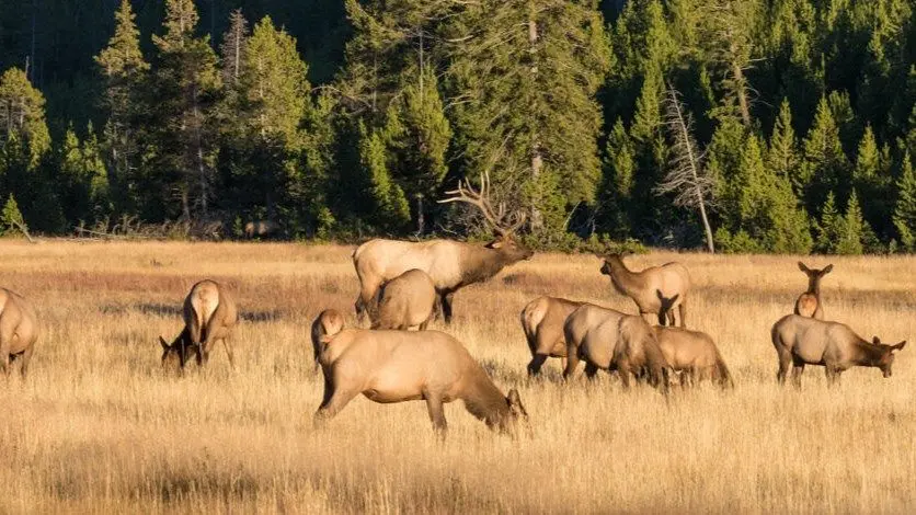 A new bill before the Idaho Legislature would require the Idaho Fish and Game Commission to offer a mandatory 30-day public comment before setting hunting seasons. (Photo courtesy of Idaho Fish and Game)