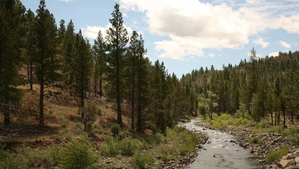 The Chewaucan River Flowing through the Fremont Winema National Forest in Southern Oregon. A judge recently reversed approvals for three commercial logging projects in the forest because they relied on an exemption to environmental review that has been found unlawful. (Photo courtesy of the U.S. Forest Service/Flickr)