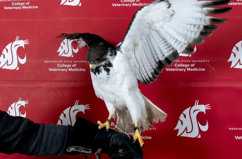 Taima, an augur hawk that is the NFL Football Seattle Seahawks’ live mascot, is posed for a photo after recovering from a procedure on Wednesday, March 15, 2023, in the Exotics Department at the WSU College of Veterinary Medicine Veterinary Teaching Hospital in Pullman (photo by Ted S. Warren, College of Veterinary Medicine).