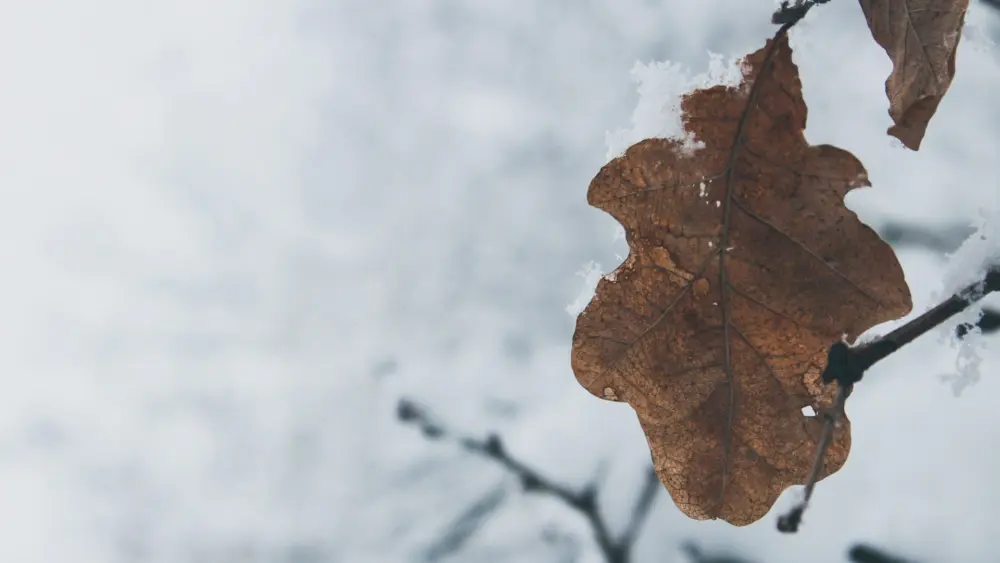 Photo by Siora Photography on Unsplash