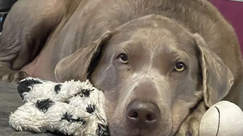 Clarice, a 6-year-old silver Labrador retriever, had a malignant tumor growing near her left wrist, in a spot where surgery would be risky and amputation was the usual recommendation (photo courtesy of Dayla Culp).