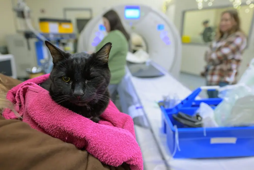 Tux, who is owned by the Crouch family of Spokane, was having some tumors in his abdomen investigated on Tuesday, Jan. 20, 2026, in Pullman (photo by Ted S. Warren, College of Veterinary Medicine).
