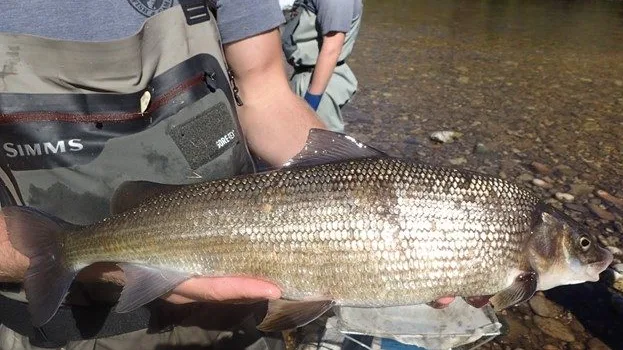 Mountain Whitefish captured during recent population surveys by Idaho Fish and Game biologists.