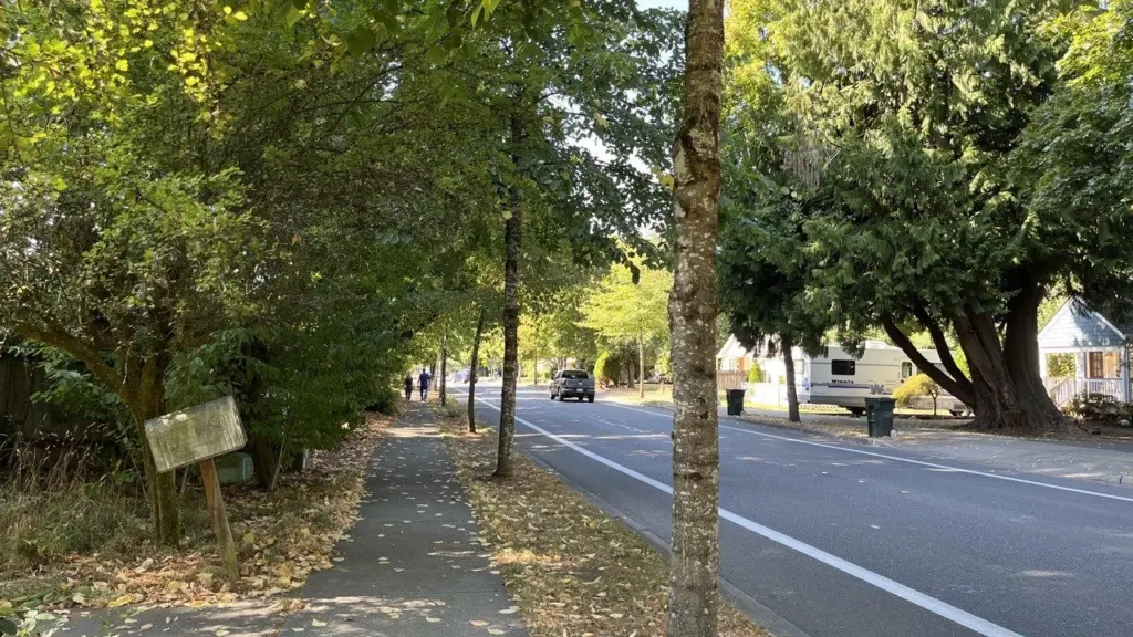 A tree-lined street in Tumwater. The City of Tumwater is part of a group of more than a dozen communities to get money from the federal government to boost their urban tree canopy. (Laurel Demkovich/Washington State Standard)