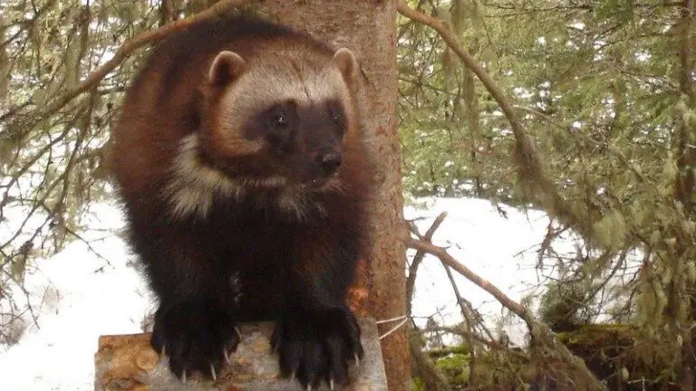 Wolverines were listed as a threatened species under the Endangered Species Act in 2023. (Photo by Audrey Magoun/U.S. Fish and Wildlife Service)