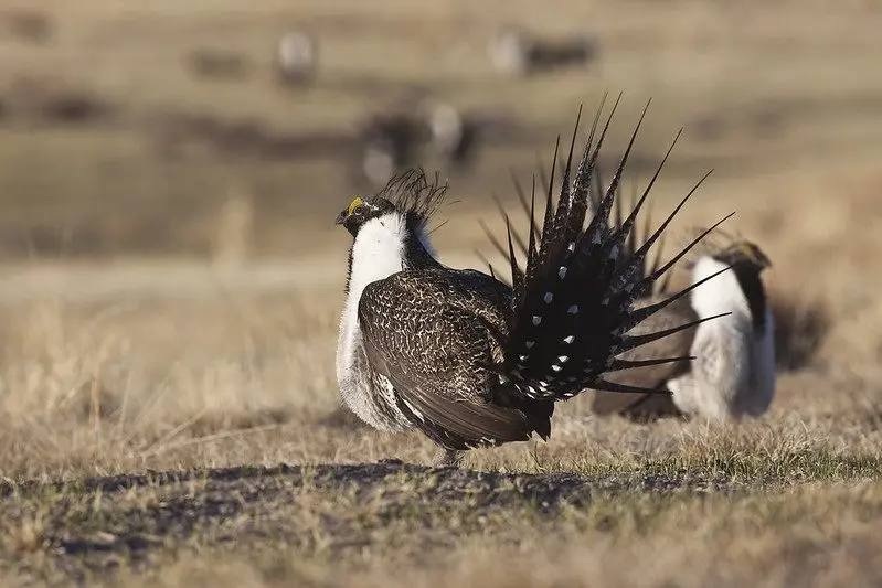 Once abundant across the American West, populations of the greater sage-grouse have dropped nearly 80% over the last six decades, with over half of that loss occurring in the last two decades alone, according to a report by the U.S. Geological Survey. (Photo courtesy of the Bureau of Land Management)
