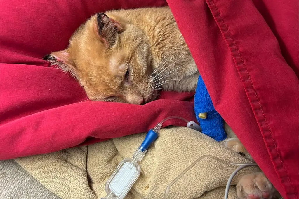 In this February 2026 photo, Emma Thrower’s cat Simba is shown in WSU’s Veterinary Teaching Hospital after he was found in a snowbank in Pullman after being lost for nearly four weeks (photo courtesy of Emma Thrower, College of Veterinary Medicine).