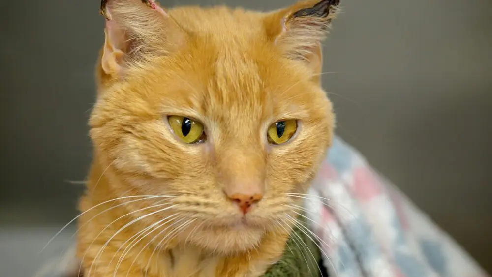 Simba, a cat owned by Emma Thrower, a fourth‑year veterinary medicine student in WSU's College of Veterinary Medicine, is shown with frostbitten ears on Thursday, Feb. 26, 2026, during a check‑up visit at WSU’s Veterinary Teaching Hospital in Pullman (photo by Ted S. Warren, College of Veterinary Medicine).