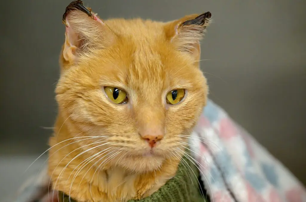 Simba, a cat owned by Emma Thrower, a fourth‑year veterinary medicine student in WSU's College of Veterinary Medicine, is shown with frostbitten ears on Thursday, Feb. 26, 2026, during a check‑up visit at WSU’s Veterinary Teaching Hospital in Pullman (photo by Ted S. Warren, College of Veterinary Medicine).