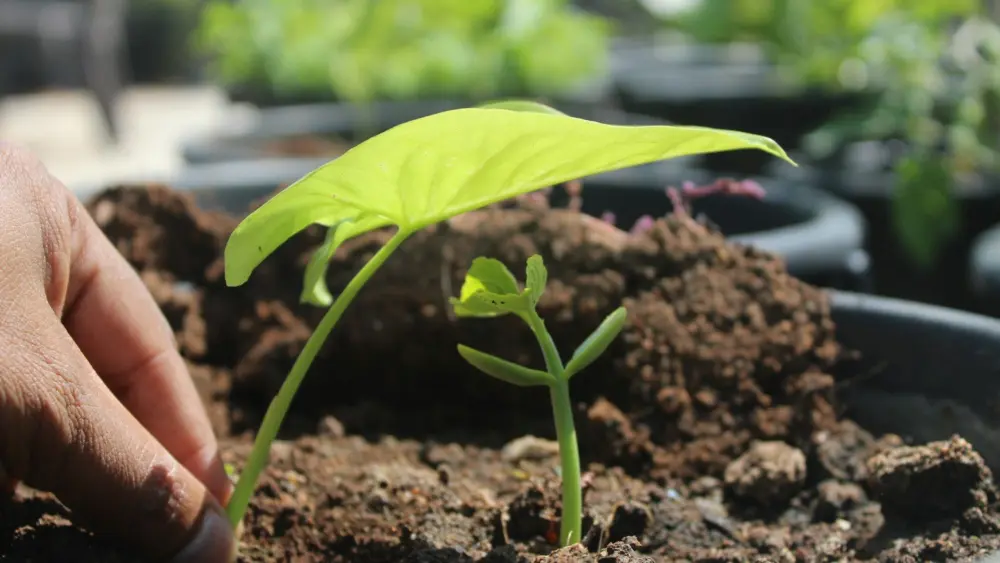 Photo by srinivas bandari on Unsplash