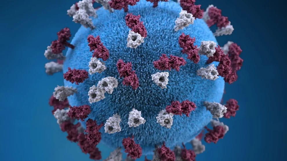 A 3D graphic of a measles virus particle. Photo: Alissa Eckert / CDC / Public Domain