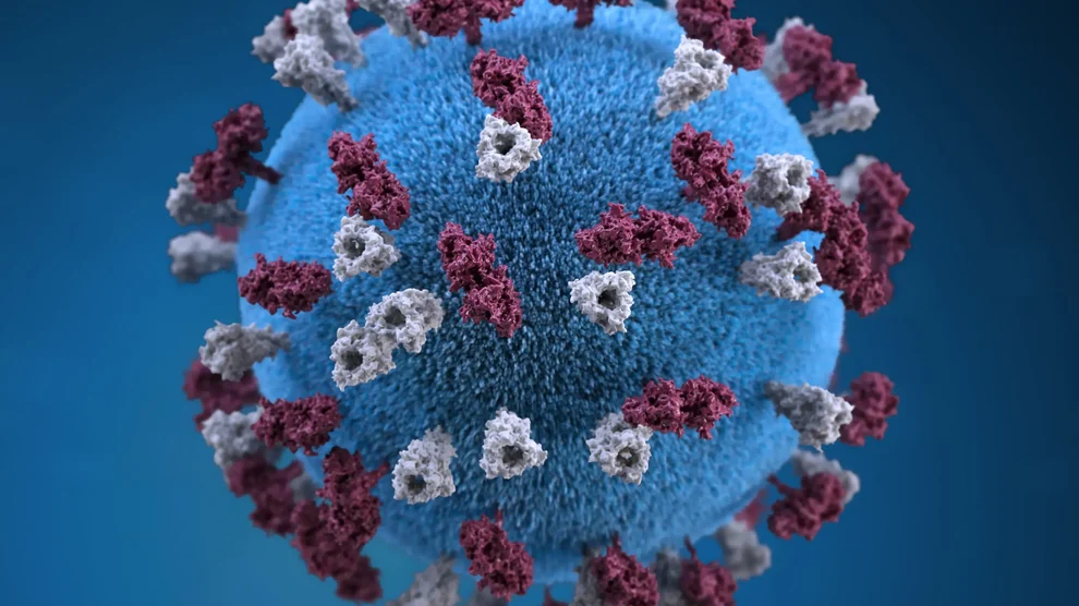 A 3D graphic of a measles virus particle. Photo: Alissa Eckert / CDC / Public Domain