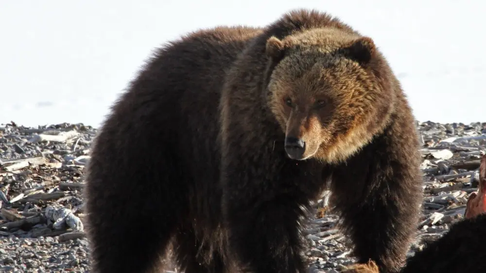 Grizzly bear on bison carcass near Yellowstone Lake. Photo: NPS/Jim Peaco