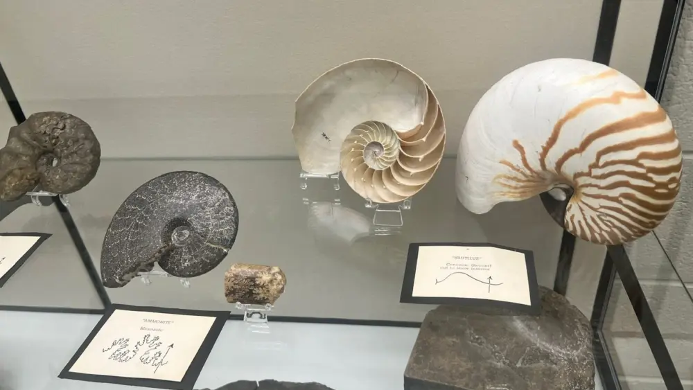 A fossil ammonite sits beside a modern nautilus shell in a display at University of Idaho’s new North Idaho affiliate of the Idaho Museum of Natural History. - University of Idaho