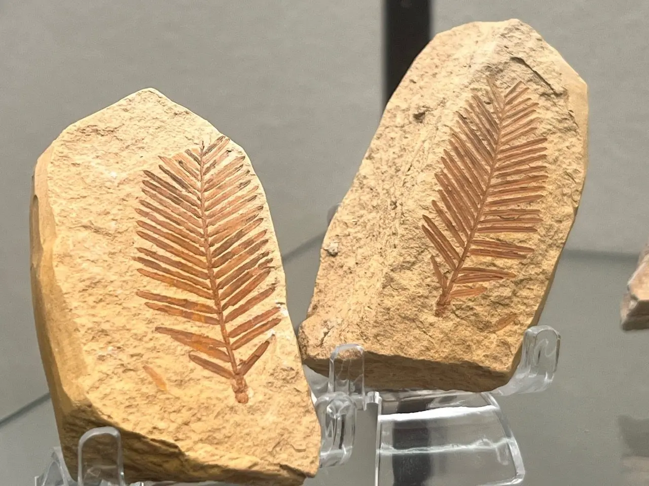 Fossil leaves from the Smiley Paleobotany Collection, one of North America’s most significant fossil leaf collections.