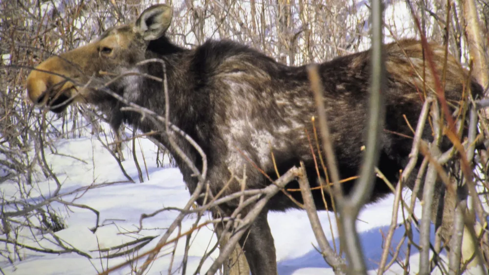 Moose Winter Ticks - Idaho Fish and Game