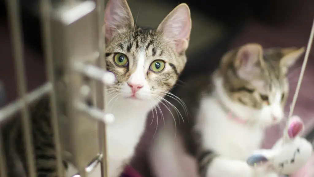 Photo by Eleni Trapp on Unsplash