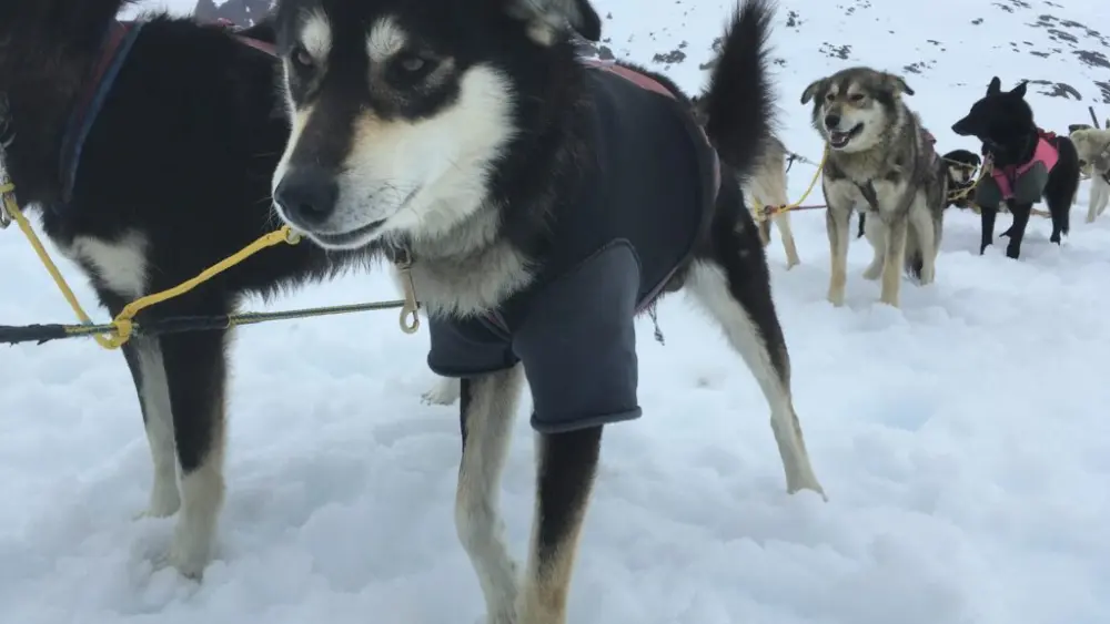 A team of dogs preares to pull a sled on May 20, 2017, in the Juneau Icefield near Juneau, Alaska. (James Brooks photo/Alaska Beacon)