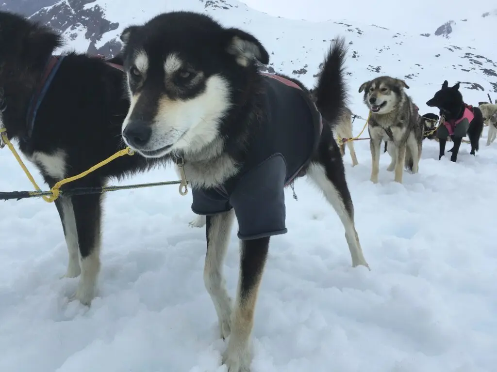 A team of dogs preares to pull a sled on May 20, 2017, in the Juneau Icefield near Juneau, Alaska. (James Brooks photo/Alaska Beacon)