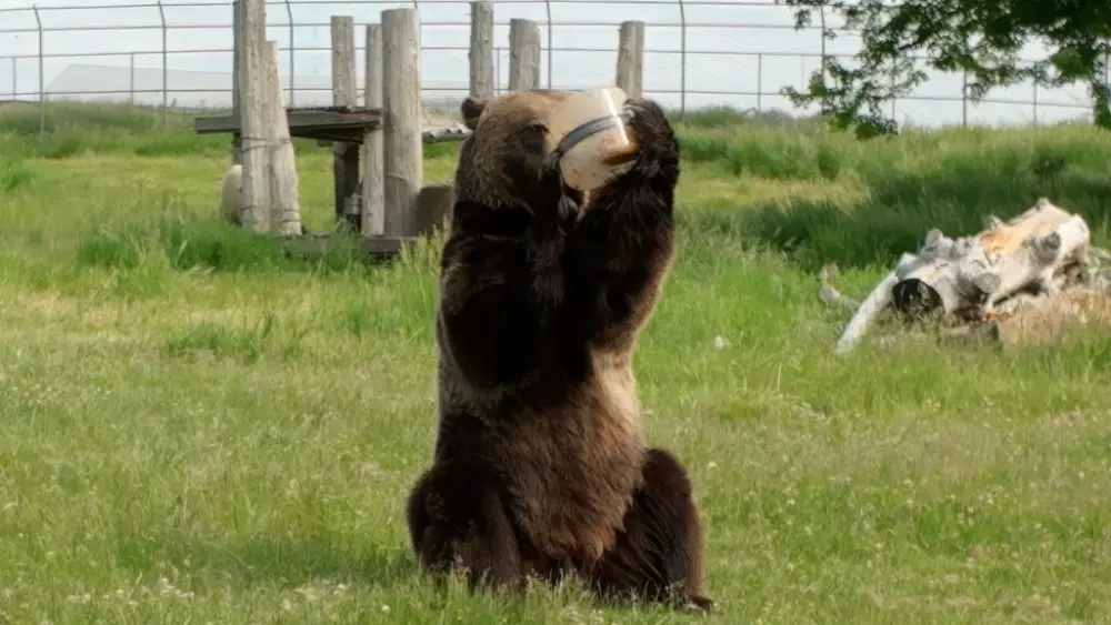 A WSU bear stress-tests a container whose company is seeking placement on the Bear Resistant Products List maintained by the Interagency Grizzly Bear Committee (photo courtesy of WSU College of Agricultural, Human, and Natural Resource Sciences).