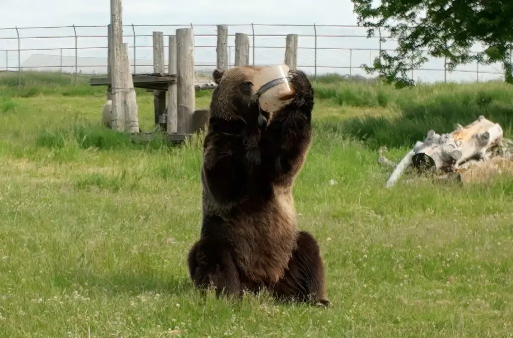 A WSU bear stress-tests a container whose company is seeking placement on the Bear Resistant Products List maintained by the Interagency Grizzly Bear Committee (photo courtesy of WSU College of Agricultural, Human, and Natural Resource Sciences).