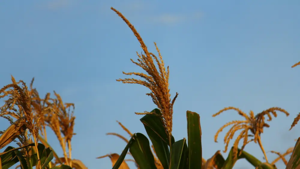 Photo by Emmanuel Wambugu on Unsplash