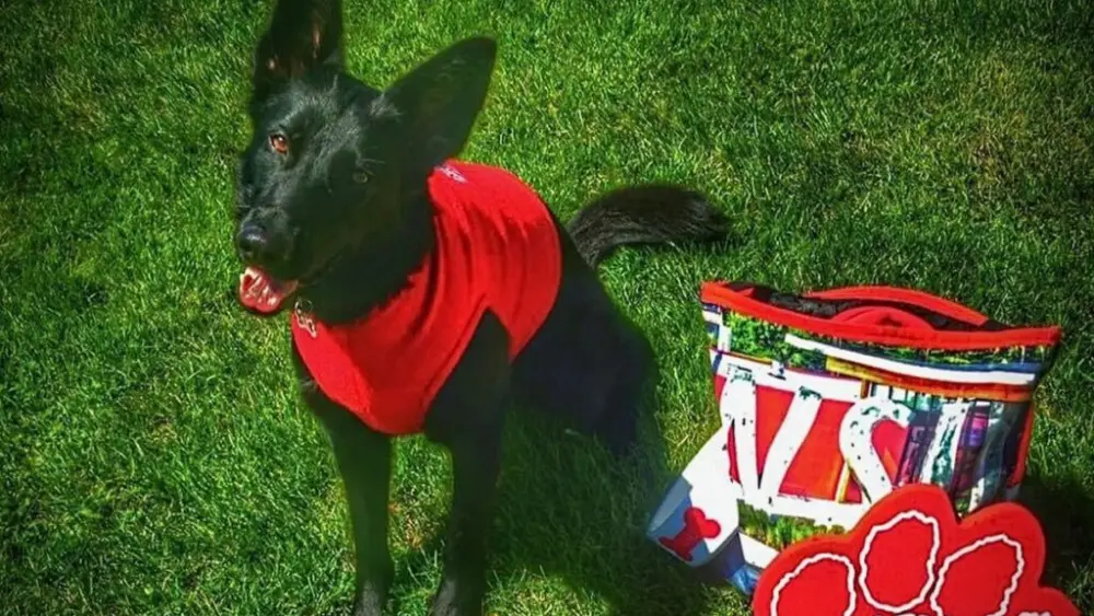 Umber, an 11‑year‑old Czech shepherd (photo courtesy of Ed Broberg).
