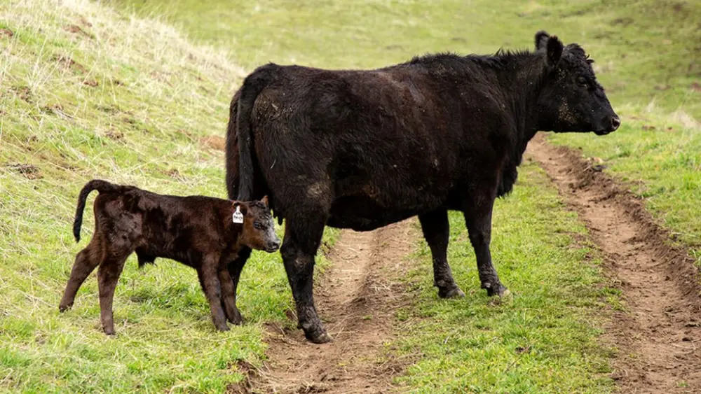 A cow and her newborn calf walk through a pasture during WSU’s spring calving season, when students in a hands-on course monitor the herd and help care for animals in the field (photo courtesy of Scott Weybright, CAHNRS).